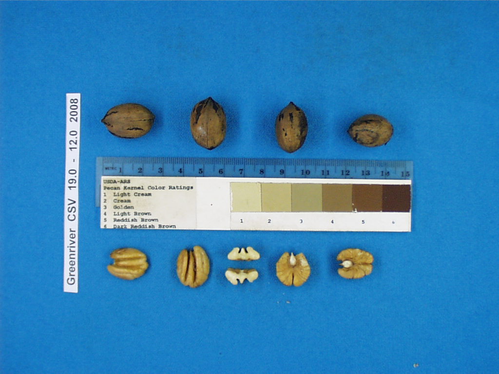Click for 1 image(s) for this accession. Image